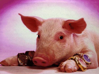pig
